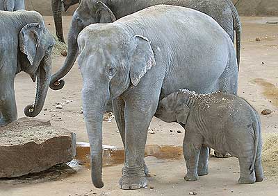 Koelner Zoo Koelner Zoo Elefant 001